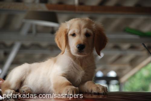 toprak Erkek Golden Retriever