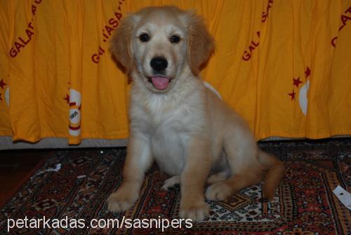 toprak Erkek Golden Retriever