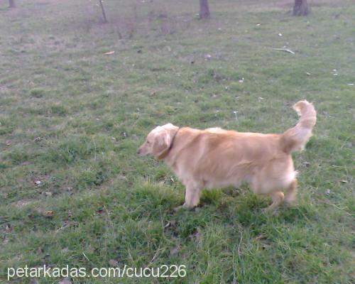 efe Erkek Golden Retriever