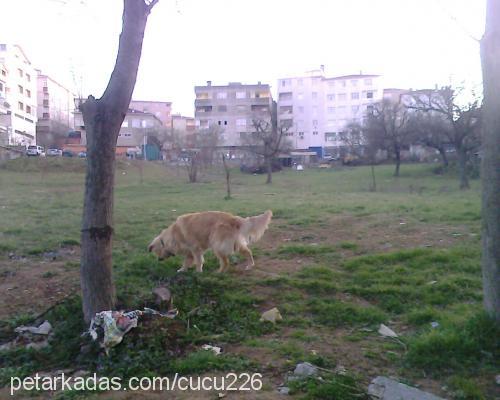 efe Erkek Golden Retriever