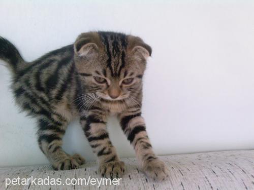 dumanvedebi Erkek Scottish Fold