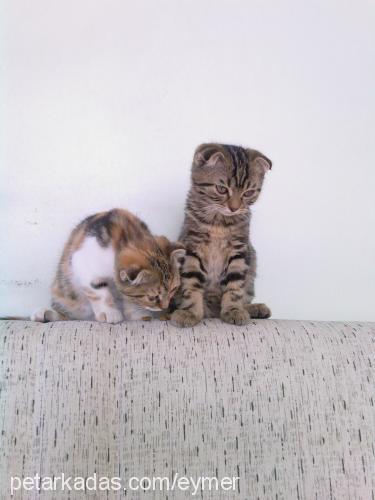 dumanvedebi Erkek Scottish Fold