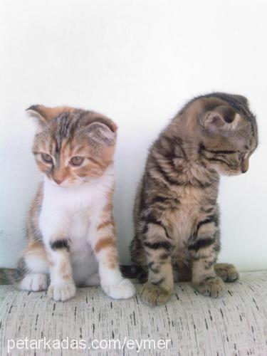 dumanvedebi Erkek Scottish Fold