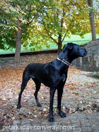 safinaz Dişi Great Dane (Danua)