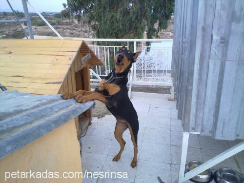 prenses Dişi Doberman Pinscher