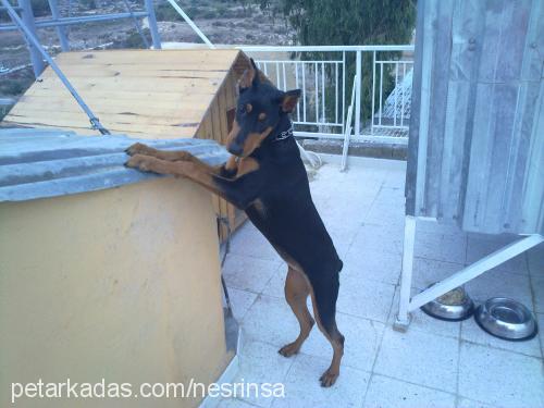 prenses Dişi Doberman Pinscher