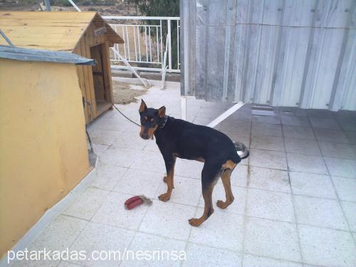 prenses Dişi Doberman Pinscher