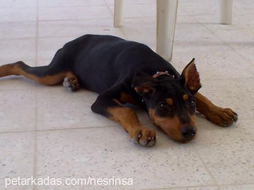 prenses Dişi Doberman Pinscher