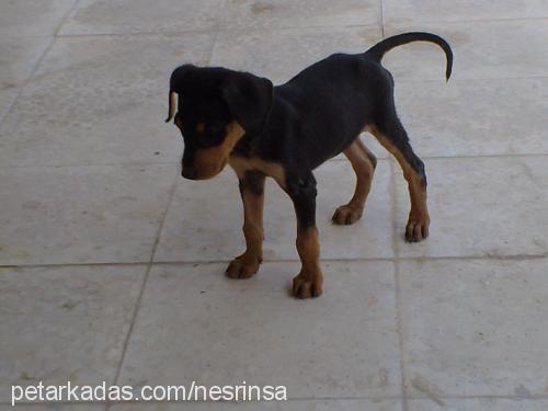 prenses Dişi Doberman Pinscher