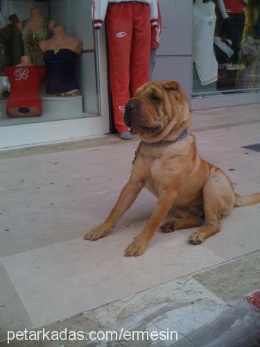 efe Erkek Çin Shar-Pei