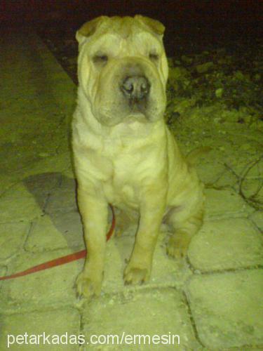 efe Erkek Çin Shar-Pei