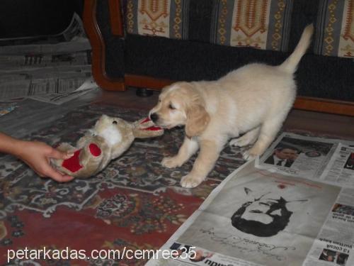 oscar Erkek Golden Retriever