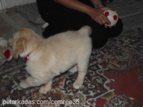 oscar Erkek Golden Retriever