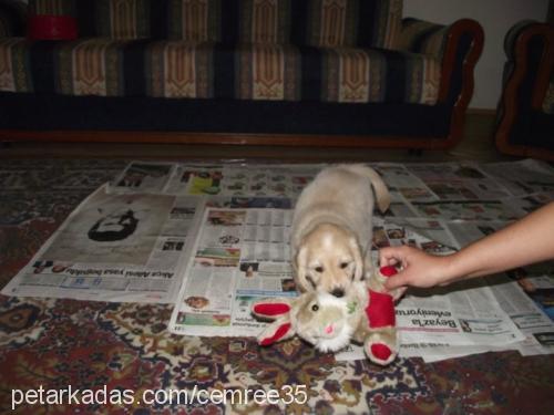 oscar Erkek Golden Retriever