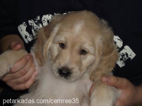 oscar Erkek Golden Retriever