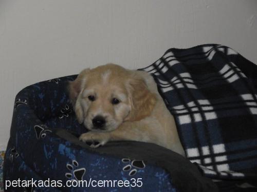 oscar Erkek Golden Retriever