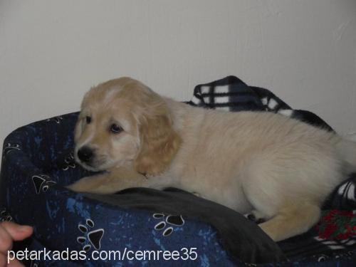 oscar Erkek Golden Retriever