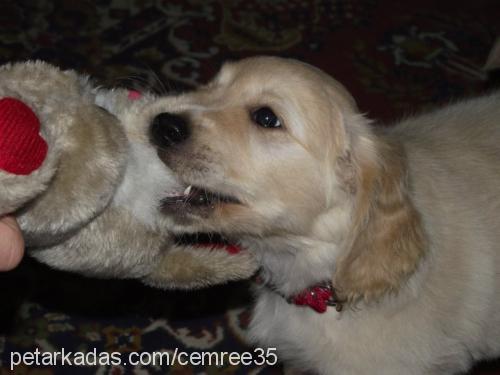 oscar Erkek Golden Retriever