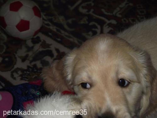 oscar Erkek Golden Retriever