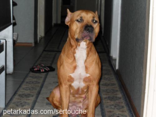 bİxİ Erkek Amerikan Pitbull Terrier