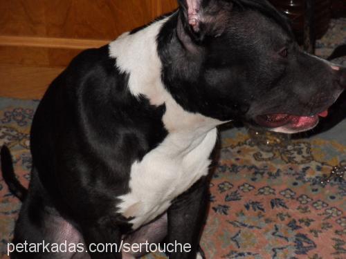 bİxİ Erkek Amerikan Pitbull Terrier