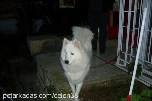 green Erkek Alaskan Malamute