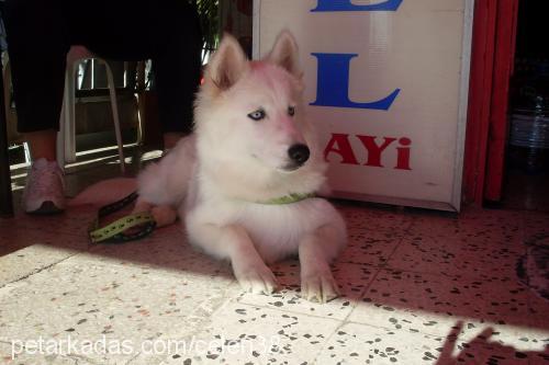 green Erkek Alaskan Malamute