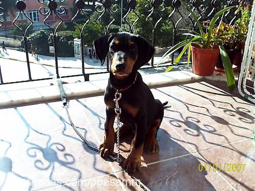 paşa Erkek Doberman Pinscher