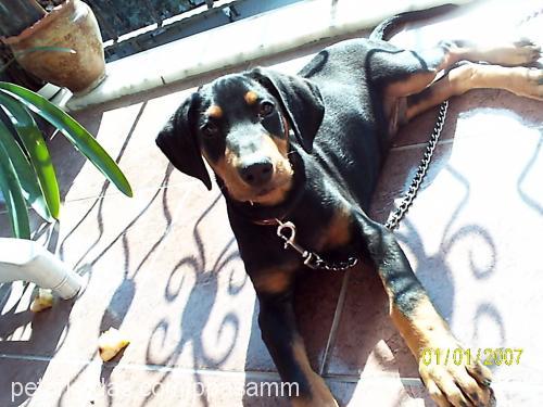 paşa Erkek Doberman Pinscher