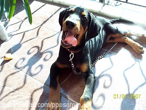 paşa Erkek Doberman Pinscher