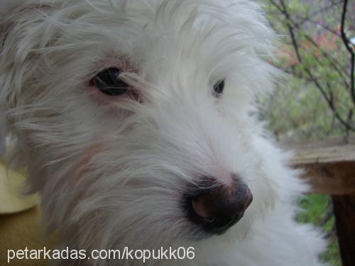 köpük Erkek West Highland White Terrier