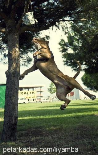 liyamba Dişi Amerikan Pitbull Terrier