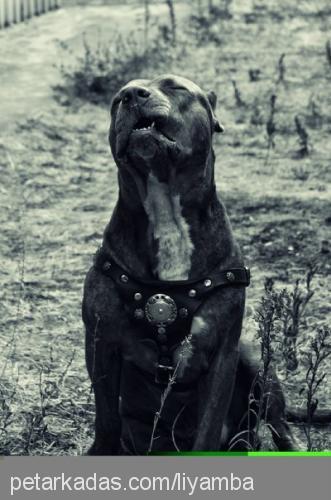 liyamba Dişi Amerikan Pitbull Terrier