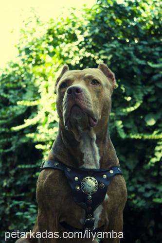 liyamba Dişi Amerikan Pitbull Terrier