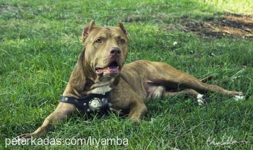 liyamba Dişi Amerikan Pitbull Terrier