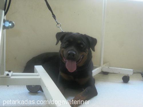 hera Dişi Rottweiler