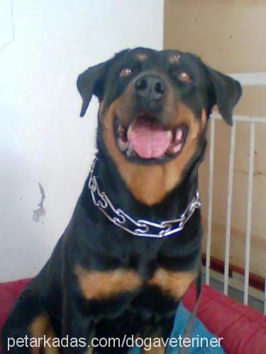 hera Dişi Rottweiler