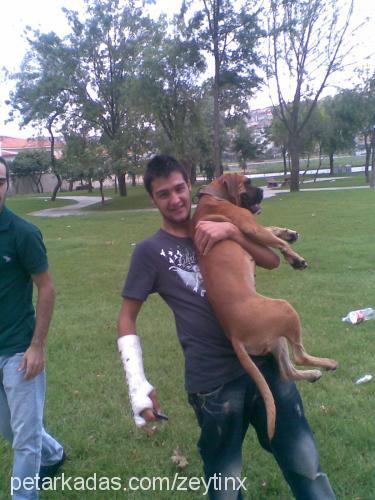 zeytin Dişi Boxer