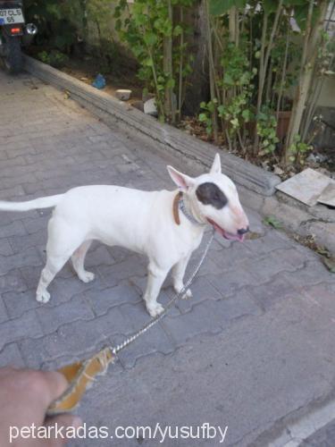 badi Erkek Bull Terrier