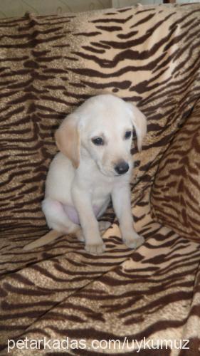 uyku Dişi Labrador Retriever