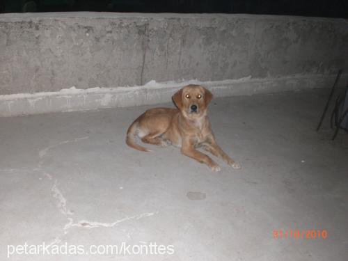 kontes Dişi Golden Retriever