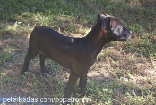 patron Erkek Amerikan Staffordshire Terrier