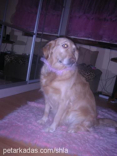 shela Dişi Golden Retriever