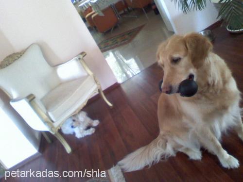 shela Dişi Golden Retriever