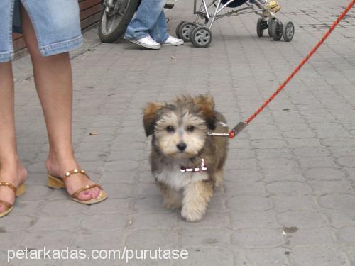 tarcin Erkek Norfolk Terrier