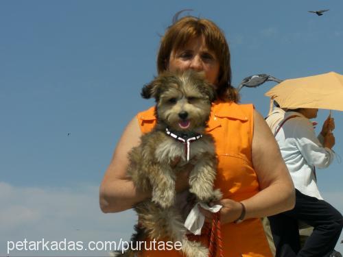 tarcin Erkek Norfolk Terrier