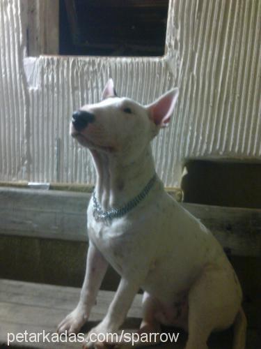 jack Erkek Bull Terrier