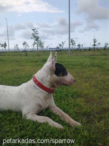 jack Erkek Bull Terrier