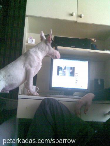 jack Erkek Bull Terrier