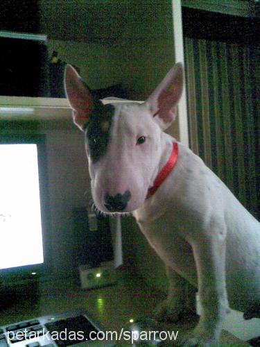 jack Erkek Bull Terrier